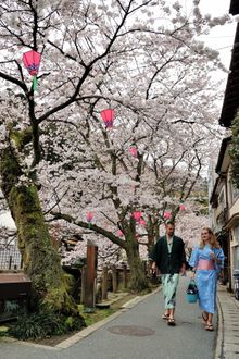 Cherry blossoms Kinosaki Onsen 