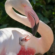 Flamingo parent and chick