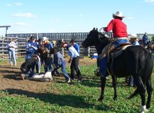 Lonesome Spur Working Guest Ranch, Montana, branding time