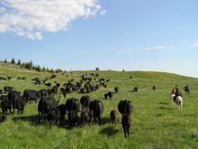 Sweet Grass Guest Working Ranch, Montana, working the cattle