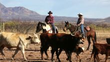 Tombstone Monument Ranch, Arizona, spring and fall round up
