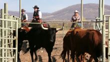 Tombstone Monument Ranch, Arizona, spring and fall round-ups