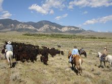 Lonesome Spur Working Guest Ranch, herding the cattle