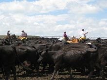 Lonesome Spur Working Guest Ranch, Montana, Getting the cattle ready to brand