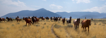 Silver Spur Working Ranch, Medicine Lodge Horse Drive, Idaho