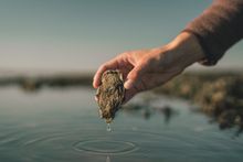 Try oyster foraging in the UNESCO heritage site the Wadden Sea.