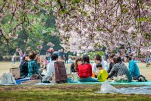 Shinjuku Gyoen hanami