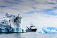 Secret Atlas Kinfish Among Ice Bergs