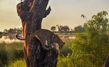 Female leopard in the Okavango Delta, Botswana