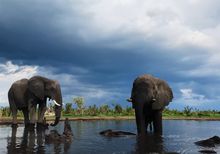 Elephants in the Okavango Delta, Botswana