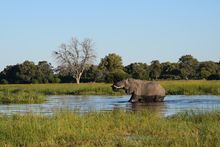 Male elephant in the Okavango Delta, Botswana
