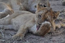 Lion cub in Kalahari NP, Botswana