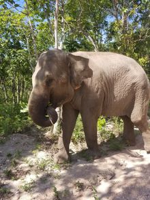 Elephant foraging in the forest at Phnom Tamao, Cambodia