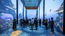 Immersion Exhibition