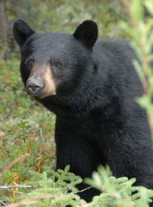 Black Bear, Yukon