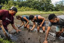 Rick Barboza of Papahana Kuaola guides volunteers with masks planting kalo (taro) 
