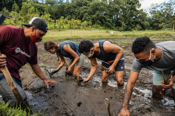 Rick Barboza of Papahana Kuaola guides volunteers with masks planting kalo (taro) 