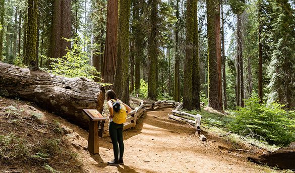 The Tuolumne Grove of Giant Sequoias in Yosemite