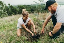 Visitors replant koa trees in reforestation project.