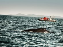 Whale watching in Quebec