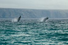 Newfoundland and Labrador