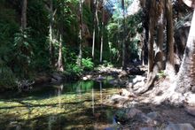 El Questro gorge rainforest walk