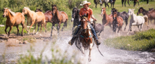 Wild rejuvenating canters in Wyoming, Paradise Guest Ranch
