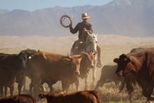 Branding week, Zapata Catlle & Bison Ranch, Colorado
