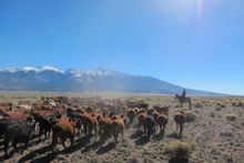 Herding the cattle, Zapata Catlle & Bison Ranch, Colorado