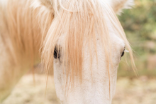 Once touched by the spirit of a horse, your soul remains forever enlightened, Greenhorn Ranch, California