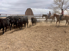 In the corrals, Burnt Well Guest Ranch, New Mexico