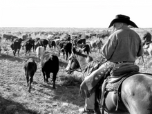 Herding cattle, Burnt Well Guest Ranch, New Mexico