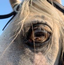 Windows to the soul, Red Horse Mountain Guest Ranch, Idaho
