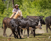 Herding the cattle, Vista Verde Luxury Guest Ranch, Colorado
