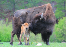 spring babies, Triple Creek Resort Ranch, Montana
