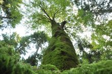PARCO NAZIONALE FORESTE CASENTINESI