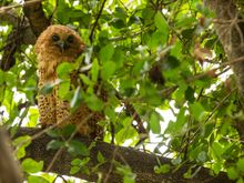 Pel's Fishing Owl