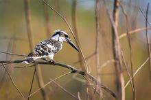 Pied Kingfisher