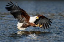 African Fish Eagle