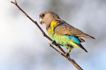 Meyer's Parrot 
