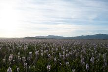 Camas Lilies bloom on the Camas Prairie near Fairfield, Idaho