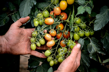 Tomatoes