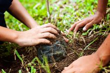 APPRECIATE - Plant a Tree programme