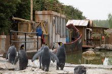 Penguin Cove