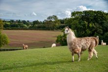 Find Your Freedom in the Forest of Dean