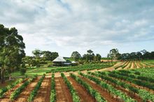 Vasse Felix, Margaret River WA