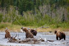 Katmai National Park is known for its bear viewing opportunities.