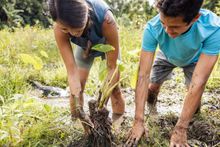 Volunteers harvest kalo (taro) from a lo‘i. 
