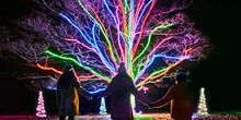 Neon Tree