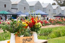 Pizzini Wines, King Valley VIC
